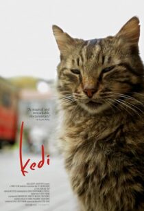 دانلود مستند Kedi 2016417655-1936877722